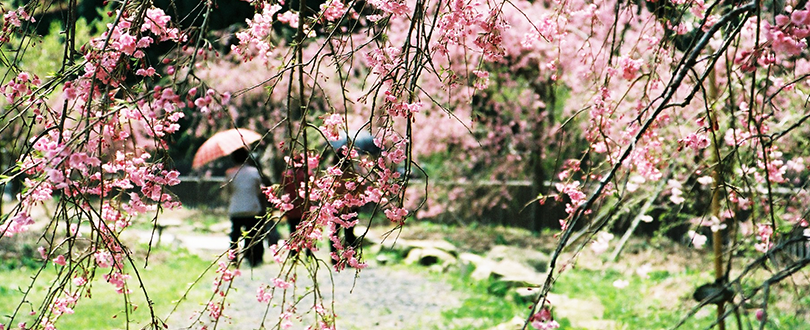 しだれ桜