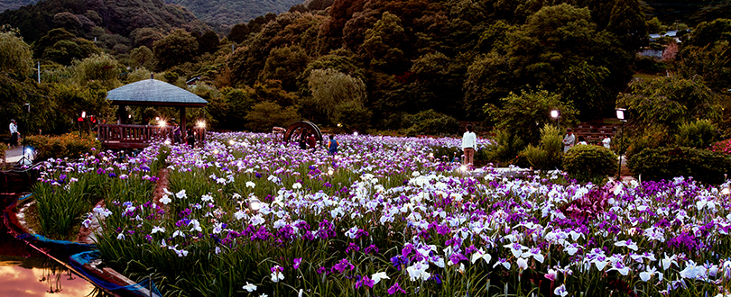 菖蒲園