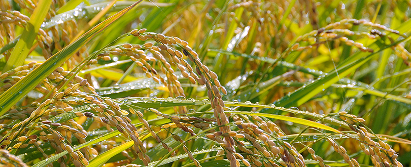 稲穂