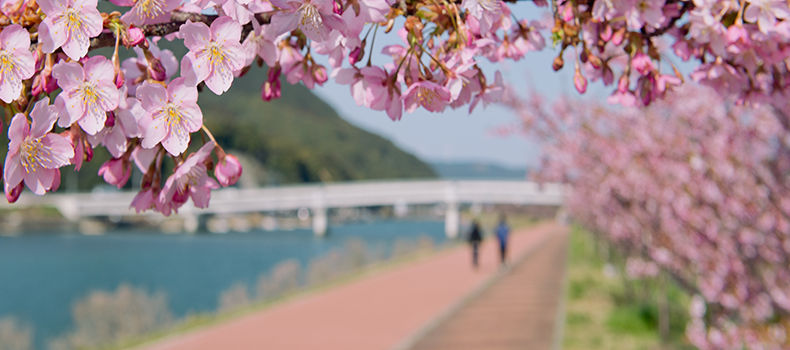 河津桜