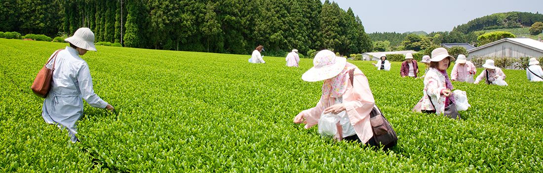 観光茶摘み