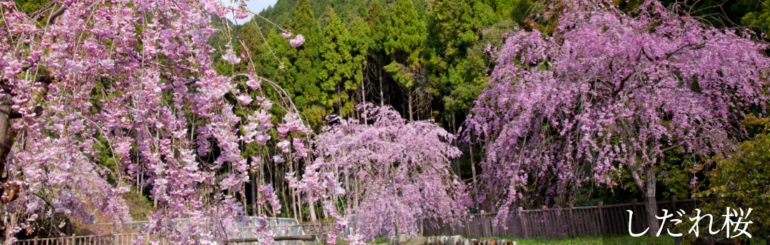 しだれ桜