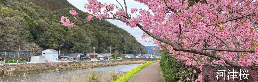 河津桜