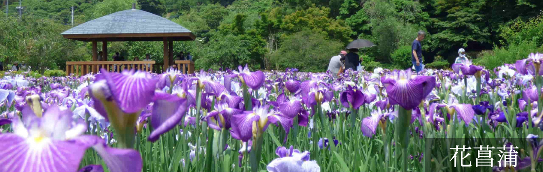 花菖蒲