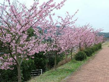 桜づつみ