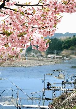 シロウオ漁と桜