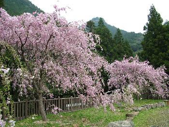 真竹谷しだれ桜