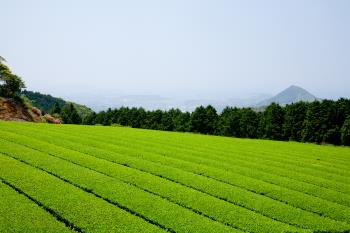 茶園