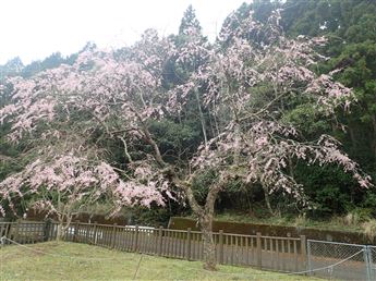 しだれ桜