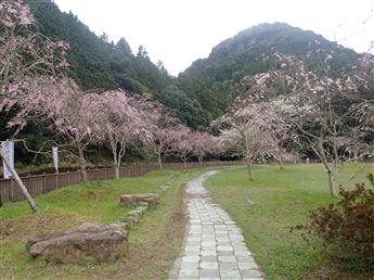 しだれ桜