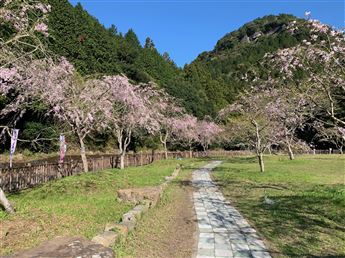 しだれ桜