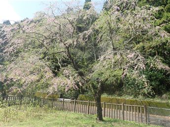 しだれ桜