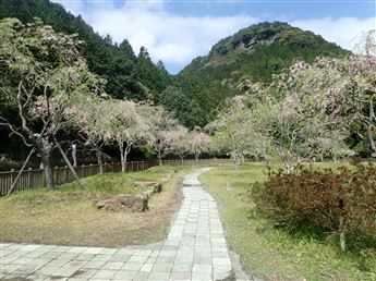 しだれ桜