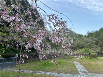 しだれ桜