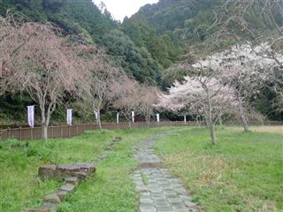 しだれ桜