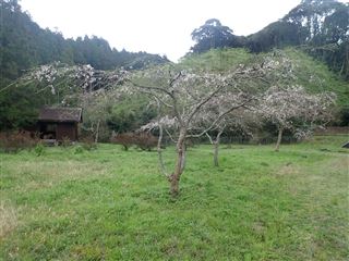 しだれ桜