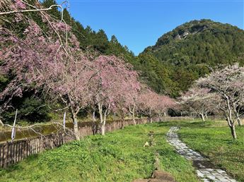 しだれ桜