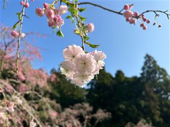 しだれ桜