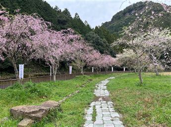 しだれ桜