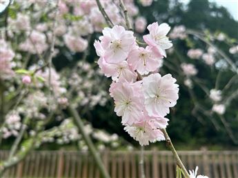 しだれ桜