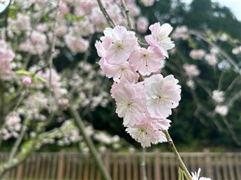 しだれ桜