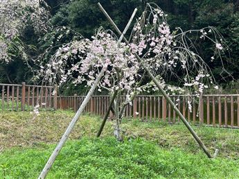 しだれ桜