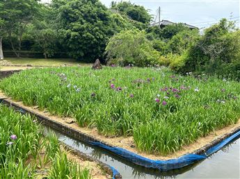 花菖蒲