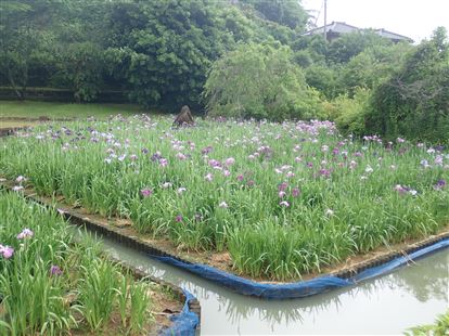 花菖蒲
