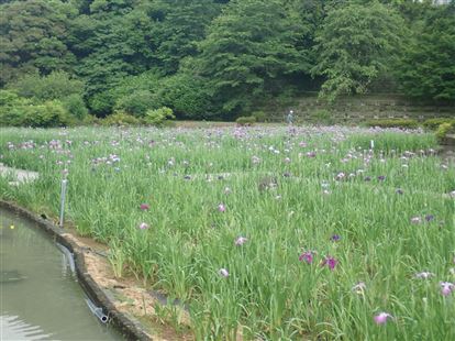 花菖蒲