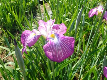花菖蒲