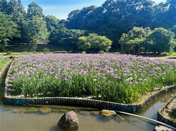 花菖蒲