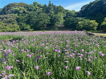 花菖蒲