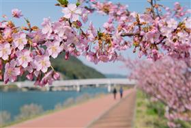 河津桜