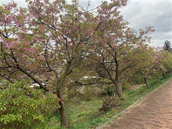 河津桜