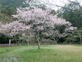 しだれ桜