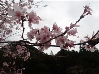 しだれ桜