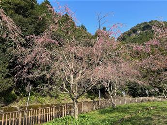 しだれ桜