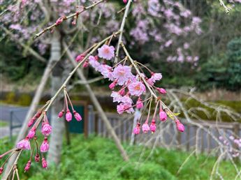 しだれ桜