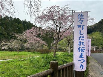 しだれ桜