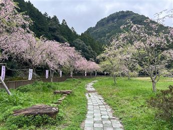 しだれ桜