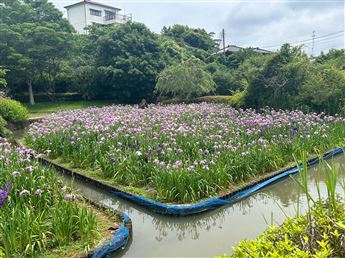 花菖蒲