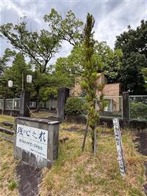 木